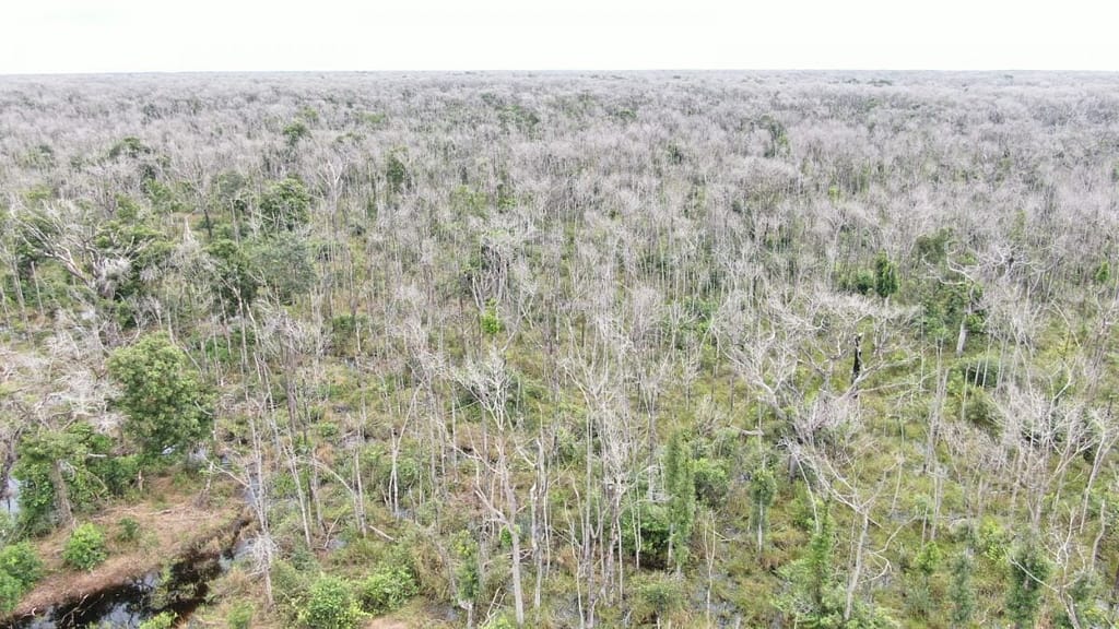 Pecuarista pode ter de pagar mais de R$ 5 bilhões em multas ambientais