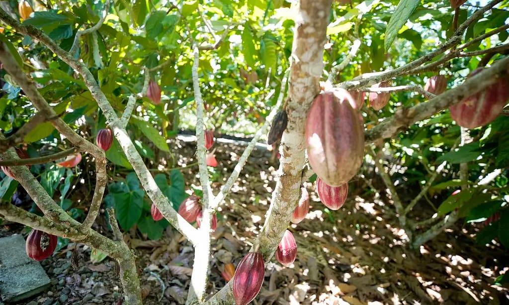 Produtoras de café e cacau contam como lidam com mudanças climáticas