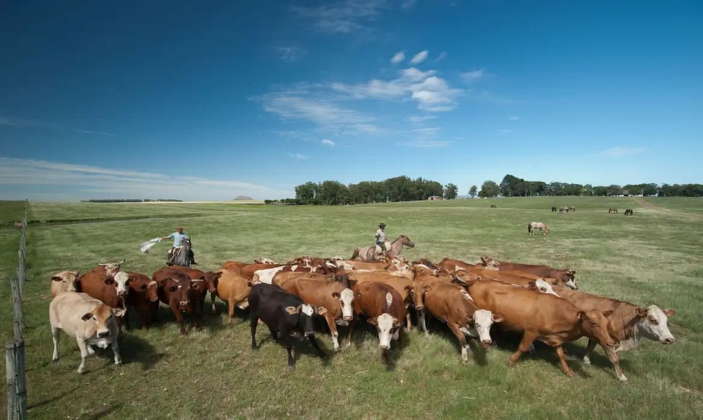 Embrapa propõe políticas para reaproveitamento de pastagens degradadas