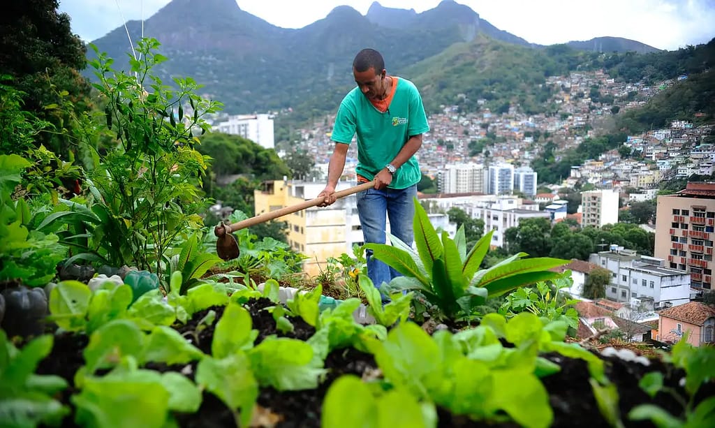 Produção local pode melhorar alimentação em centros urbanos