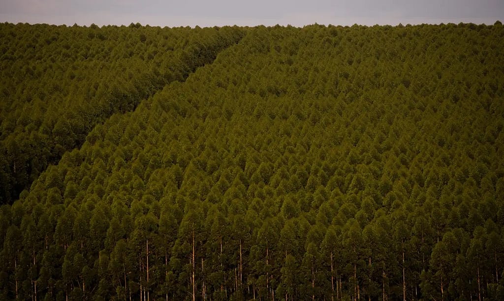 Câmara pode dispensar licença ambiental de plantações de eucalipto