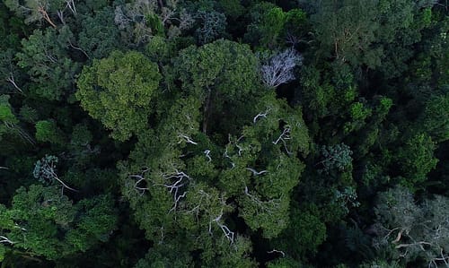 BNDES anuncia entidades escolhidas para recuperar floresta amazônica