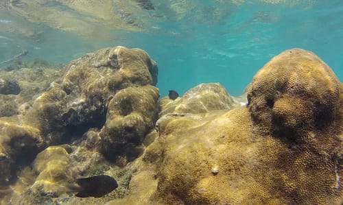 image-115-500x299 Mais de 70% de espécies ameaçadas buscam Áreas Marinhas Protegidas