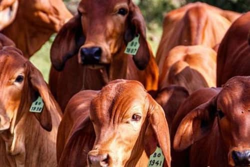 Minas avança rumo ao status de livre de febre aftosa sem vacinação