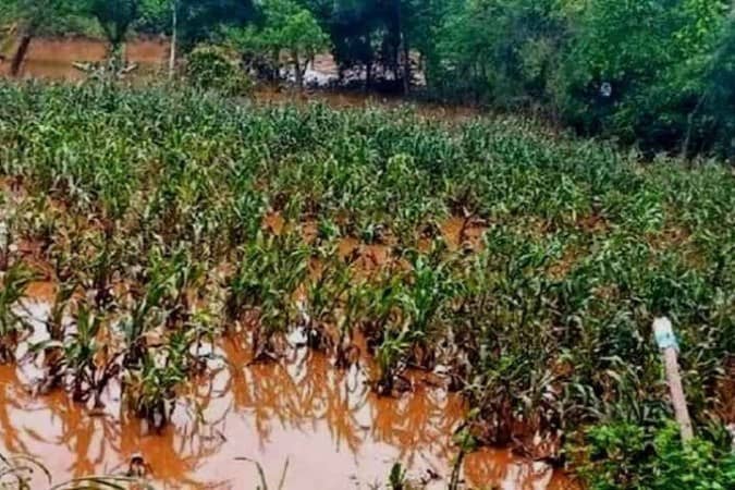 Brasil vai importar arroz para evitar especulação de preços