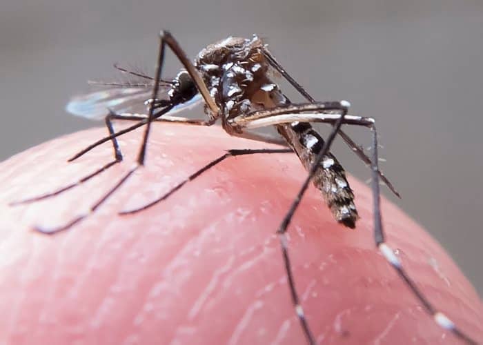 Quase 4 bilhões de pessoas correm risco de infecção pelo Aedes