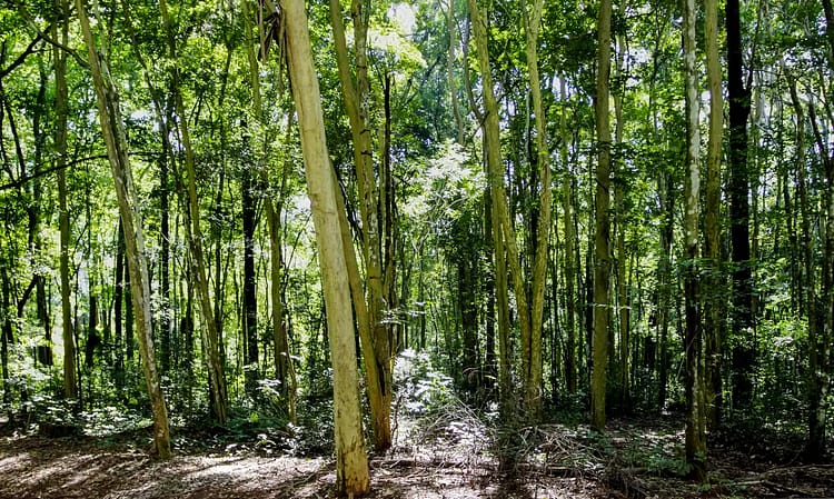 Câmara aprova regras menos rígidas para plantação de eucalipto